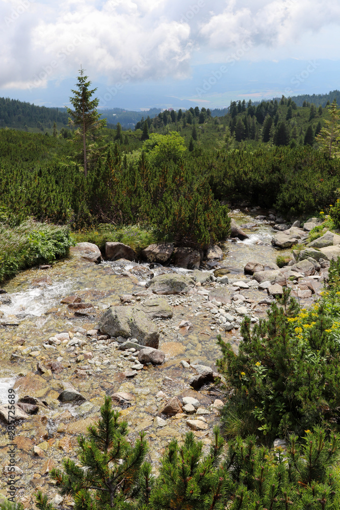 High mountain stream flowing among small pines. View of the High Tatras valley.