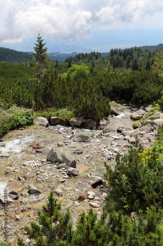 High mountain stream flowing among small pines. View of the High Tatras valley.