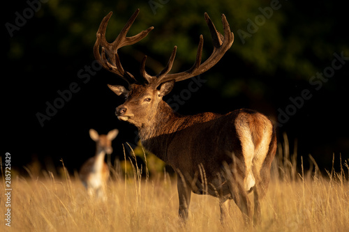 Red deer in richmond park