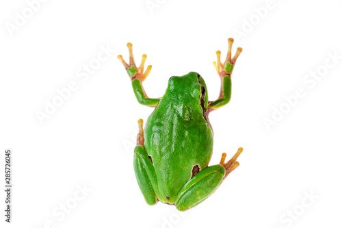 Green frog climbing on white background.