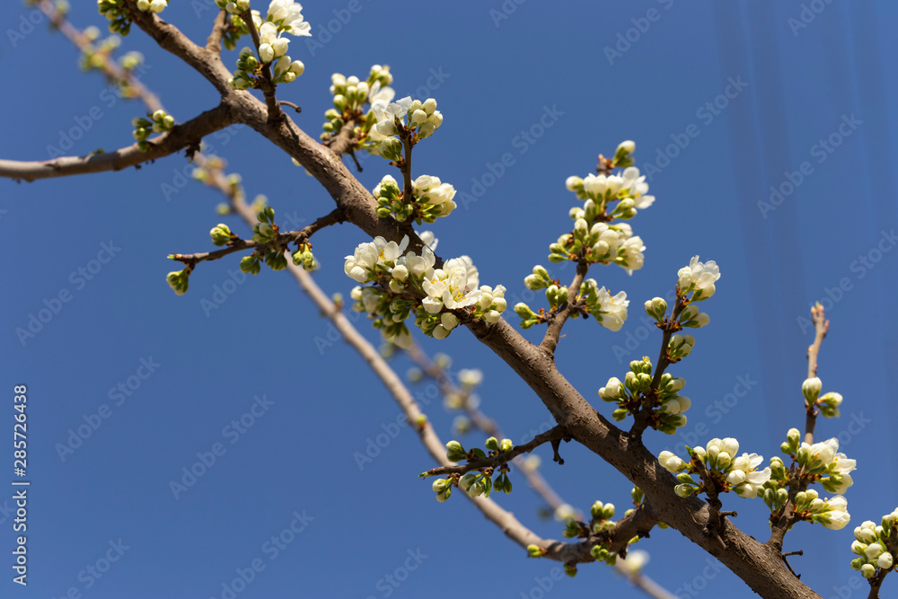 Apple tree in bloom. White flowers of fruit tree. Spring vegetation of fruit plants. Bees and other insects pollinate flowers. Apple tree in bloom. White flowers of fruit tree. Spring vegetation of fruit plants. Bees and other insects pollinate flowers.