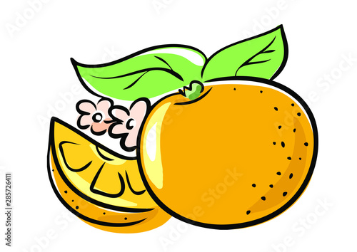 vector illustration of orange fruits