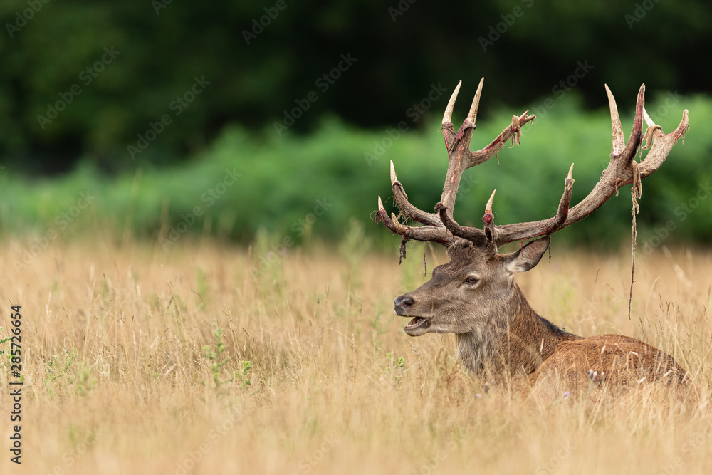 Red deer in richmond park