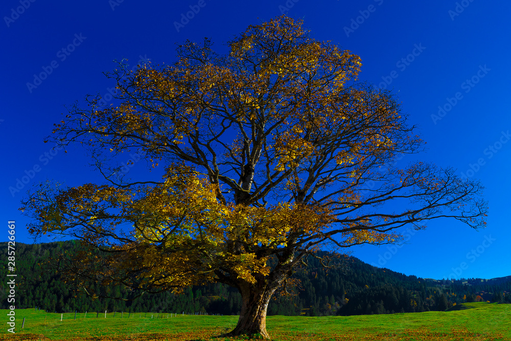 Fototapeta premium Baum