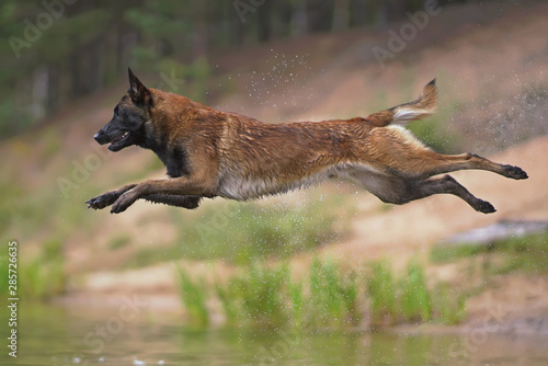 Tablou pe pânză Happy young Belgian Shepherd dog Malinois jumping outdoors into water in hot sum