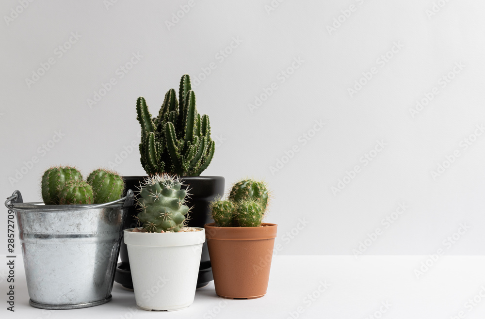 set of various cactus plants in pots. Cactus plant in different pot and view on table front of white wall set of various cactus plants in pots. Cactus plant in different pot and view on table front of white wall