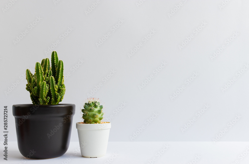 set of various cactus plants in pots. Cactus plant in different pot and view on table front of white wall set of various cactus plants in pots. Cactus plant in different pot and view on table front of white wall