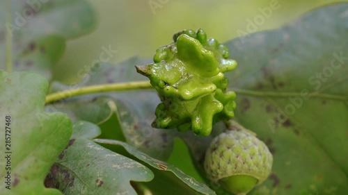  Unripe acorns oak on slight breeze-Knopper galls of eggs wasp (Andricus quercuscalicis) - (4K)