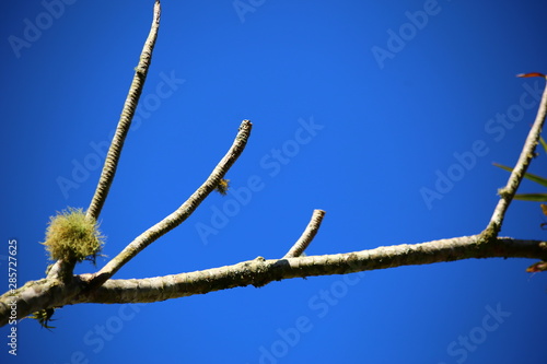    Aprenda a pronunciar Dry branches against the blue sky. Isolated branches alone. © valdecilima
