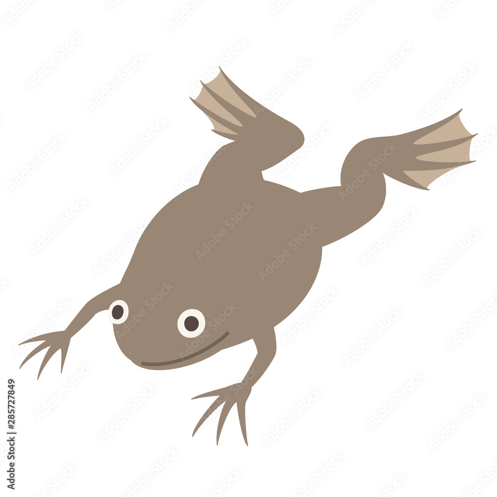 アフリカツメガエル アフリカツメガエル