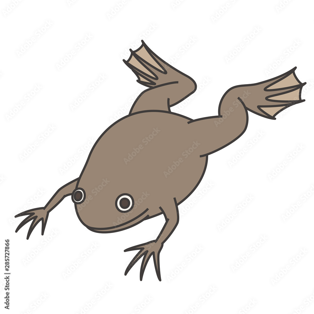 アフリカツメガエル アフリカツメガエル