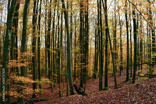 Yellow leaf forest 