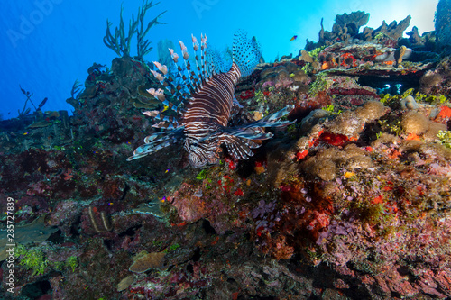 Lionfish (Grand Cayman, BWI)