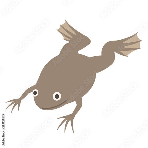 アフリカツメガエル