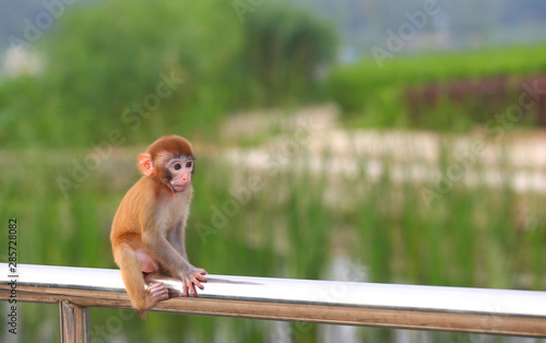 A cute little monkey, in the park © hanmaomin