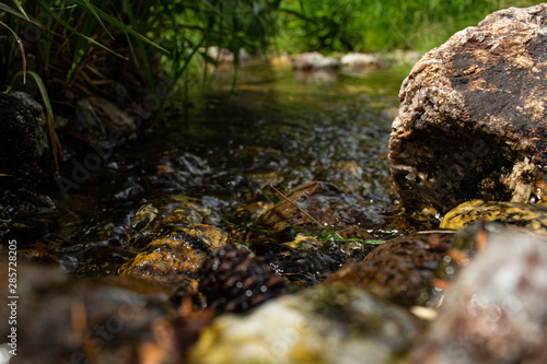 stream in forest