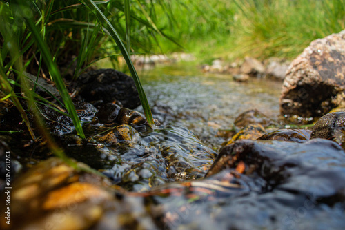 stream in forest
