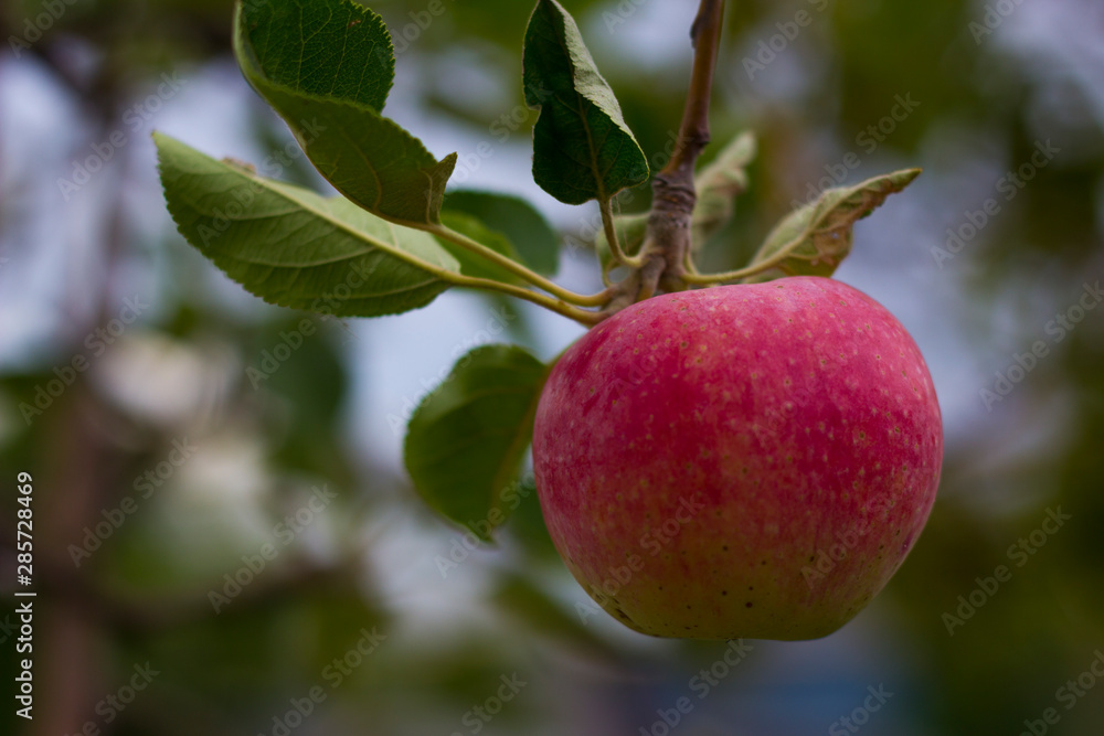 apple orchard, apple on a branch, harvest, summer apple orchard, apple on a branch, harvest, summer
