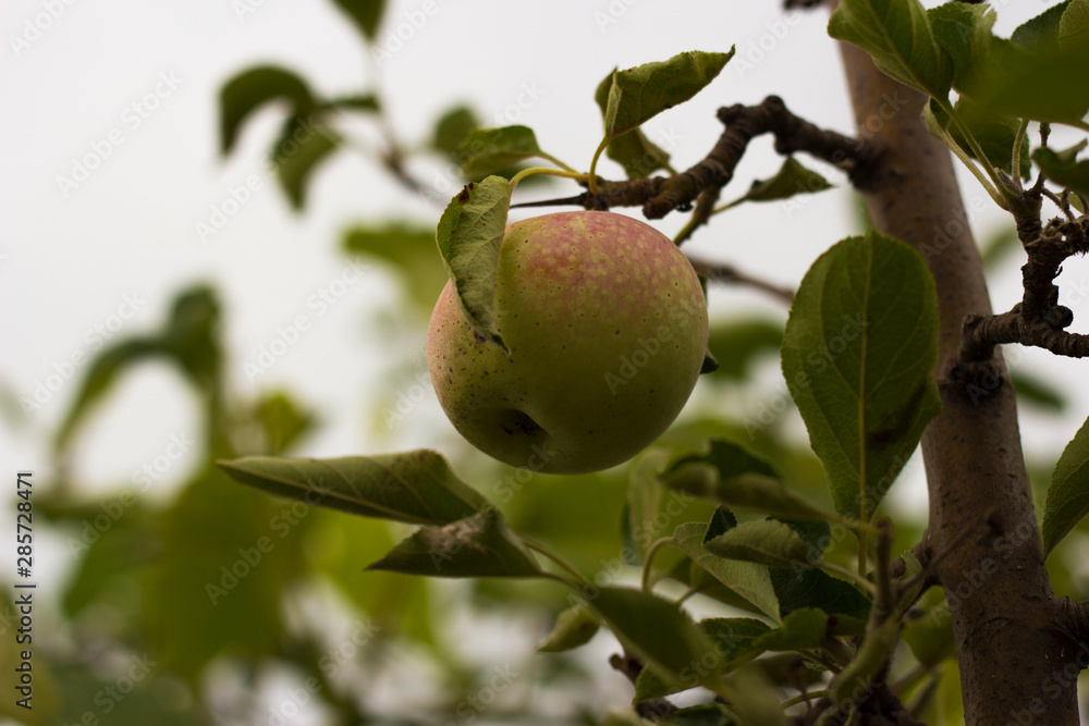apple orchard, apple on a branch, harvest, summer apple orchard, apple on a branch, harvest, summer