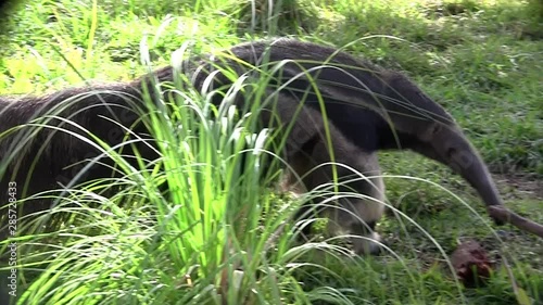 An anteater walks through the grass. photo