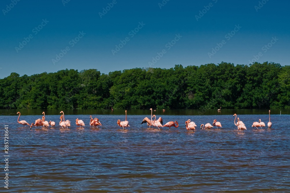 flamingos celestun mexico