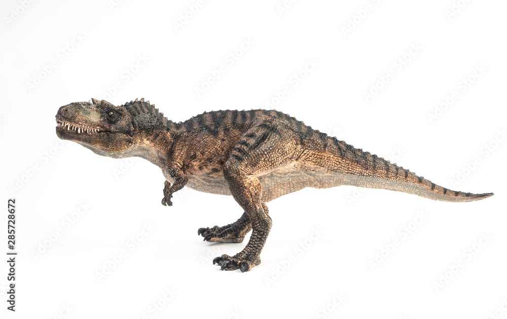 Fototapeta premium Gorgosaurus Dinosaur on white background