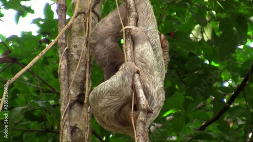 A sloth moves slowly in a tree. photo
