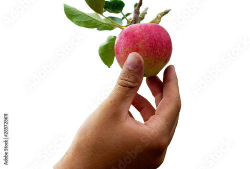  apple on a tree in a male hand on white, harvest gardener, autumn, vitamins, Hand picking an apple from an apple-tree. Isolated on a white background