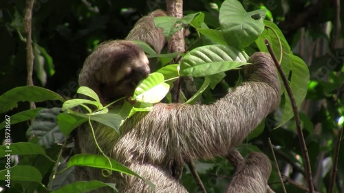 A sloth eats in a tree. photo