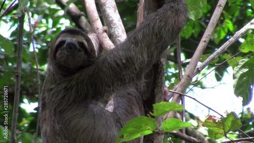 A sloth eats in a tree. photo