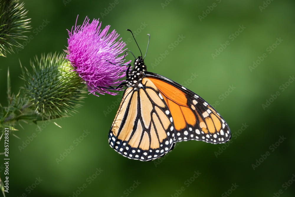 Monarch Butterfly Feeding on Bull Thistle Inflorescence Monarch Butterfly Feeding on Bull Thistle Inflorescence