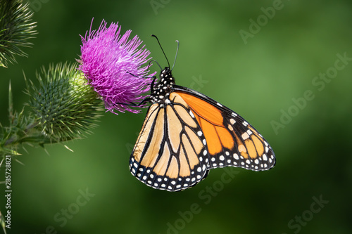 Monarch Butterfly Feeding on Bull Thistle Inflorescence