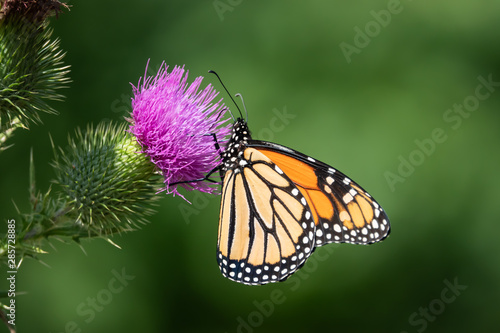 Monarch Butterfly Feeding on Bull Thistle Inflorescence © Erik