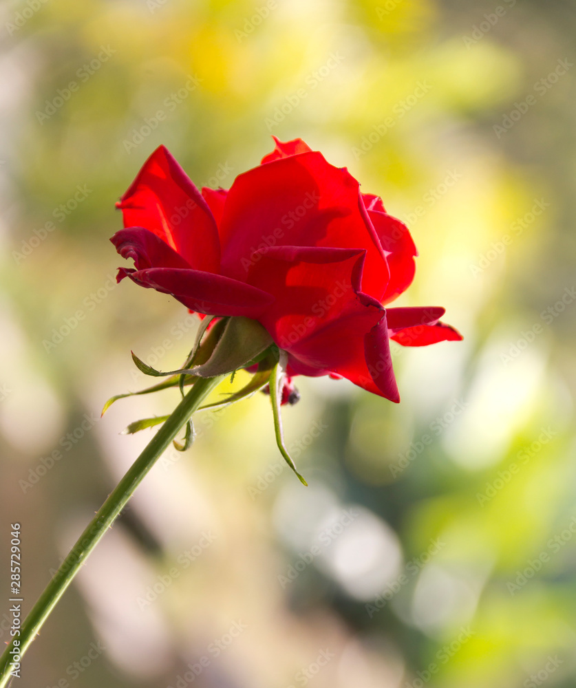 Rosa roja de hermosos pétalos, en un fondo difuso de verde vegetación, acompañada de insecto volador. Rosa roja de hermosos pétalos, en un fondo difuso de verde vegetación, acompañada de insecto volador.