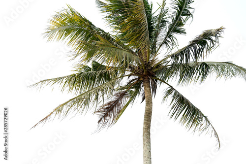 Single coconut tree on white background