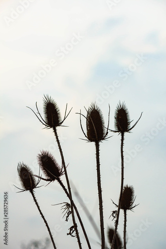 silhouette of grass against blue sky