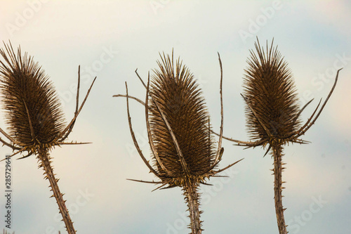 thistle on background of blue sky