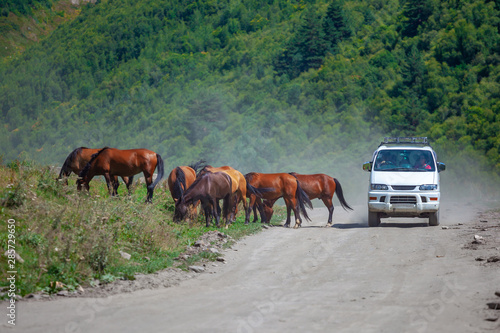 Horses on a rural road to Ushguli, Svaneti, Georgia. © k_samurkas
