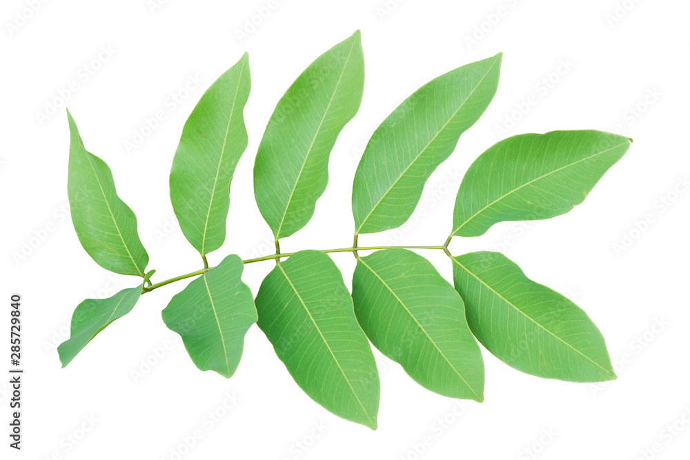 Fresh green leaves on branch isolated on white background. Object with clipping path.
