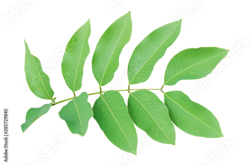 Fresh green leaves on branch isolated on white background. Object with clipping path. © banphote