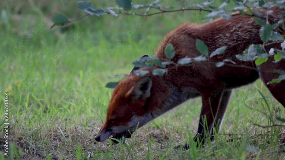 Red fox, Vulpes vulpes, eating with sunny backdrop within a woodland during a warm summers day in Scotland. Red fox, Vulpes vulpes, eating with sunny backdrop within a woodland during a warm summers day in Scotland.