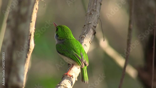 The Cuban tody bird poses on a small branch.