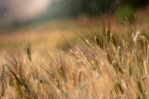 Wheat crop field. Ears of golden wheat close up. Ripening ears of wheat field background. Rich harvest Concept.