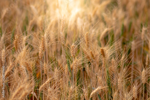 Wheat crop field. Ears of golden wheat close up. Ripening ears of wheat field background. Rich harvest Concept.