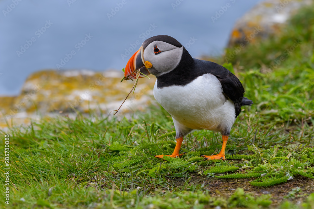 Atlantic Puffin Collecting Grass for the Nest , Portrait Atlantic Puffin Collecting Grass for the Nest , Portrait