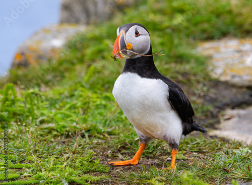 Atlantic Puffin Collecting Nesting Material © FotoRequest