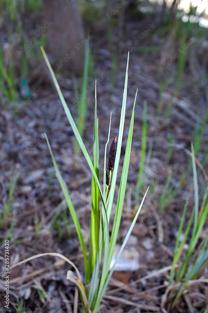 Carex reparia (sedge) blooms on the banks of the river in spring and summer Carex reparia (sedge) blooms on the banks of the river in spring and summer