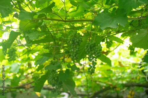 Green grapes on the vine in garden in a leaves background