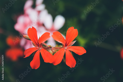 Amazing red and pink flowers © Eduardo