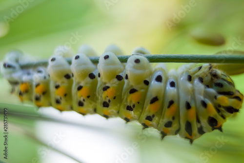 Tableau sur toile on a green background a colored caterpillar with dark and orange spots holds its